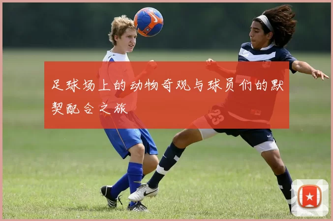 足球场上的动物奇观与球员们的默契配合之旅